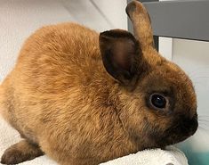 a brown rabbit sitting on top of a towel