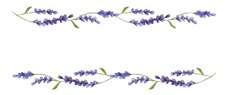 watercolor painting of purple flowers on white background