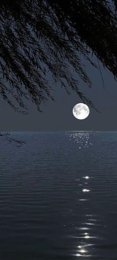 the full moon shines brightly in the night sky over water with trees and branches