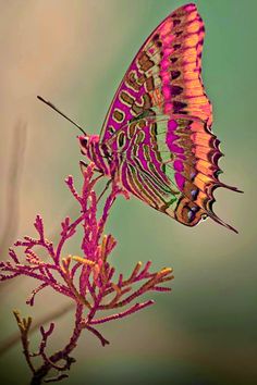 a colorful butterfly sitting on top of a purple plant