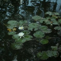 white water lilies floating on the surface of a pond