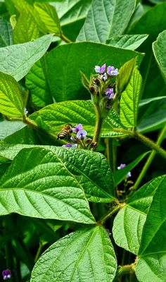 Na foto uma abelha coleta pólen em flores roxas de soja. Bee