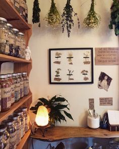 a room filled with lots of plants and jars on the wall next to each other