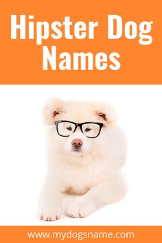 a white dog with glasses and the words hipster dog names on an orange background