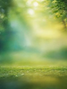 an open field with green grass and trees in the background, sunlight shining through the leaves