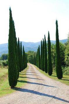 a dirt road lined with trees on both sides