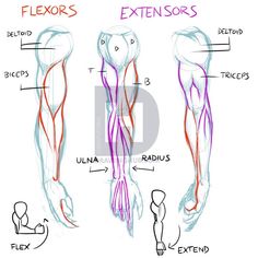 the muscles are labeled in red and blue, along with their corresponding names on white paper