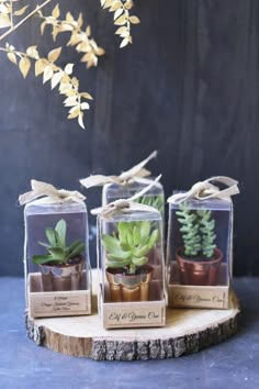 three small glass boxes with succulents in them