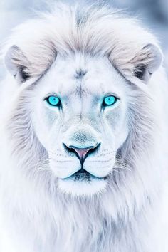 a white lion with blue eyes looks at the camera