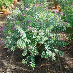 a potted plant in the middle of a garden filled with purple and green flowers