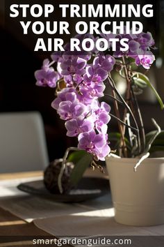 a potted plant sitting on top of a table with the words stop trimming your orchid air roots