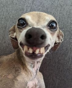 a close up of a dog with it's mouth open and teeth wide open