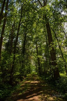 a dirt path in the middle of a forest with lots of trees on both sides