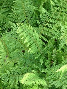 green leaves are growing in the forest