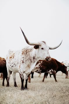 several longhorn cattle are standing in a field