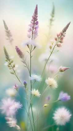 Heart Garden, Beautiful Screensavers, Not Fair, 2160x3840 Wallpaper, Flowers Photography Wallpaper, Flowery Wallpaper, Cute Galaxy Wallpaper, Lovely Flowers Wallpaper, Android Wallpaper Flowers