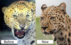 two pictures of different types of animals one is leopard and the other is cheetah