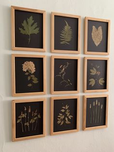 six framed botanical prints mounted on a wall