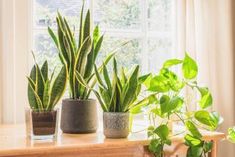 three potted plants sitting on top of a wooden table next to a window sill