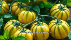 several yellow and green striped tomatoes growing on the vine in an open area with leaves