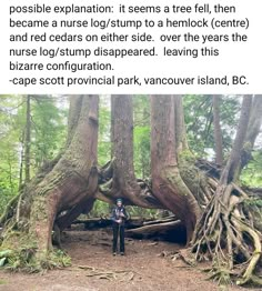 a person standing in the middle of a forest surrounded by trees with roots growing out of them