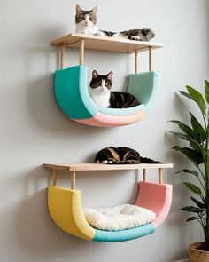 two cats laying on top of shelves in a living room next to a potted plant