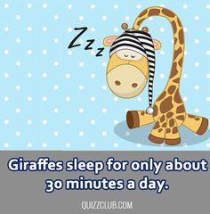 giraffes sleep for only about 30 minutes a day on the opposite side of his head