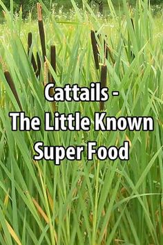 cattails - the little known super food cover image with text overlaying it