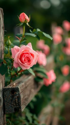 pink roses growing on the side of a wooden fence