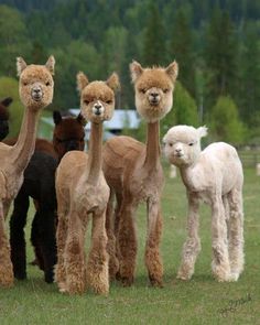 llamas and alpacas standing in a field with the caption back off we're hemmings