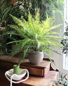 a potted plant sitting on top of a wooden table