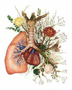 a drawing of the human heart and lungs with flowers on each side, as well as herbs