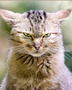 a close up of a cat with green eyes and whiskers on it's face