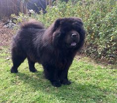 a large black dog standing on top of a lush green field