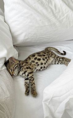 a small kitten laying on top of a white bed