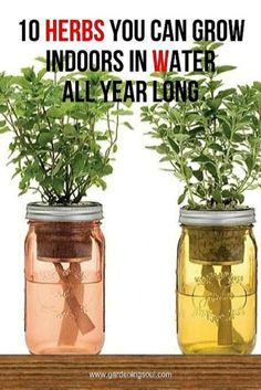 three mason jars with plants in them and the words 10 herbs you can grow indoors in water all year long