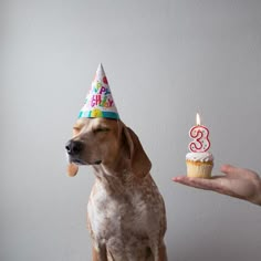 a dog sitting in front of a birthday cupcake