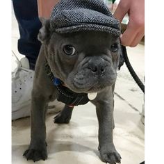 a small gray dog wearing a hat on top of it's back legs and standing next to a person