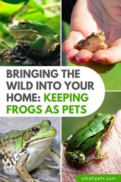 four different pictures with the words bringing the wild into your home keeping frogs as pets