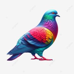 colorful urban pigeon a common bird found in cities displaying variety of plumage colors colorful Common Birds, Transparent Image, Png Transparent, Free Png, Png Image, Graphic Resources, Clip Art, For Free