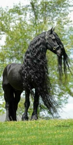 a black horse with long hair standing on top of a lush green field next to trees