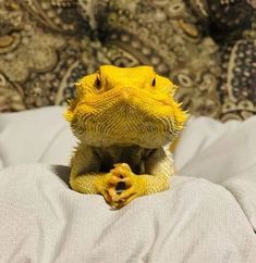 a yellow lizard sitting on top of a bed