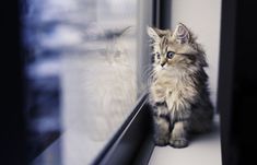 a small kitten sitting on the window sill looking out at another cat behind it