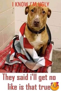 a brown dog sitting on top of a red and white blanket next to a wall