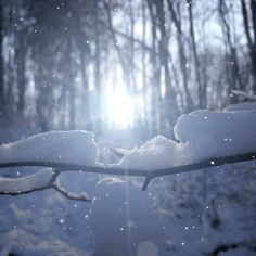 the sun shines brightly through the snow covered trees in the winter forest, as seen from behind a branch