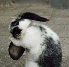 a black and white rabbit sitting on top of a cement floor next to a wall