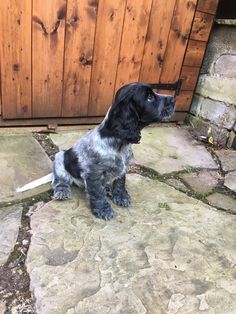 a black and white dog sitting on top of a stone floor next to a wooden door