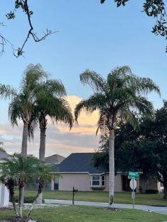 palm trees line the street in front of a house