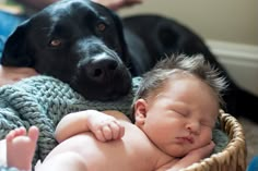 a black dog laying next to a baby in a basket with his head on the baby's chest