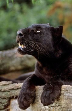 a large black cat laying on top of a log